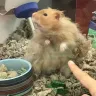 PetSmart - animal mistreatment - Photo 10