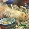 PetSmart - animal mistreatment - Photo 8