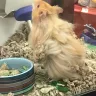 PetSmart - animal mistreatment - Photo 12