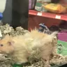 PetSmart - animal mistreatment - Photo 1