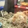 PetSmart - animal mistreatment - Photo 13