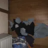 Budget Suites of America - water damage and floor damage - Photo 3