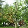 Cincinnati Metropolitan Housing Authority [CMHA] - Public safety issue - Photo 4