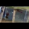 PetSmart - Betta Fish