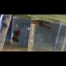 PetSmart - Betta Fish - Photo 2