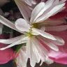 Ioana Feraru - flowers - Photo 1