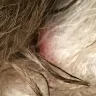 PetSmart - grooming - Photo 1