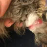 PetSmart - grooming