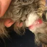 PetSmart - grooming - Photo 2