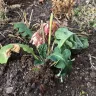 Gardening Express - Gerberas - Photo 1