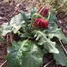 Gardening Express - Gerberas