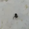 Chowking - insect on my food - Photo 1