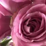 Serenata Flowers - poor quality of flowers received and inadequate moisture for transit - Photo 2