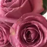Serenata Flowers - poor quality of flowers received and inadequate moisture for transit - Photo 4
