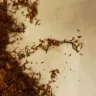 Pall Mall Cigarettes - pall mall tobacco - Photo 1