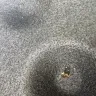 Hertz - roach infested car rental - Photo 1
