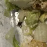 Panera Bread - huge bug found in caesar salad