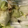Panera Bread - huge bug found in caesar salad