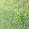 TruGreen - lawn care - Photo 2