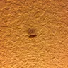 Americas Best Value Inn - roaches and bed bugs