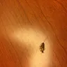 Americas Best Value Inn - roaches and bed bugs - Photo 5