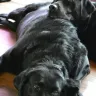 PetSmart - i'm complaining about the poor, rude and unprofessional service of your manager - Photo 2