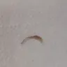 Tim Hortons - finger nail in my drink - Photo 1
