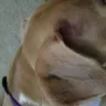 PetSmart - grooming services - Photo 1