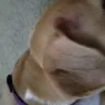 PetSmart - grooming services - Photo 3