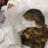 Tim Hortons - burnt bagel and terrible service