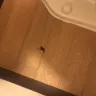 Red Roof Inn - cockroach in the room