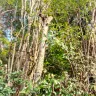 Asplundh Tree Expert - tree murdering, topping trees in hottest part of summer (above 100 degrees)