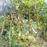 Asplundh Tree Expert - tree murdering, topping trees in hottest part of summer (above 100 degrees) - Photo 2