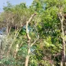 Asplundh Tree Expert - tree murdering, topping trees in hottest part of summer (above 100 degrees) - Photo 3