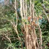 Asplundh Tree Expert - tree murdering, topping trees in hottest part of summer (above 100 degrees) - Photo 4