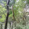 Asplundh Tree Expert - tree murdering, topping trees in hottest part of summer (above 100 degrees) - Photo 5