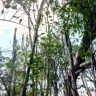 Asplundh Tree Expert - tree murdering, topping trees in hottest part of summer (above 100 degrees) - Photo 6