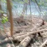 Asplundh Tree Expert - tree murdering, topping trees in hottest part of summer (above 100 degrees) - Photo 7