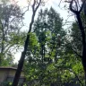 Asplundh Tree Expert - tree murdering, topping trees in hottest part of summer (above 100 degrees) - Photo 8