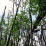 Asplundh Tree Expert - tree murdering, topping trees in hottest part of summer (above 100 degrees)