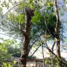 Asplundh Tree Expert - tree murdering, topping trees in hottest part of summer (above 100 degrees) - Photo 11