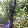Asplundh Tree Expert - tree murdering, topping trees in hottest part of summer (above 100 degrees) - Photo 12