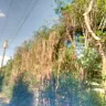 Asplundh Tree Expert - tree murdering, topping trees in hottest part of summer (above 100 degrees) - Photo 13