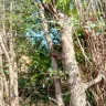 Asplundh Tree Expert - tree murdering, topping trees in hottest part of summer (above 100 degrees) - Photo 14