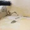 NYC Housing Authority [NYCHA] - plaster and paint - Photo 2