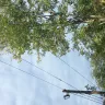 Georgia Power - tree trimming on henderson avenue athens, ga 10/02/2018, 09:30 am