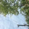 Georgia Power - tree trimming on henderson avenue athens, ga 10/02/2018, 09:30 am - Photo 1
