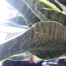 Gardening Express - Damaged snake plant.