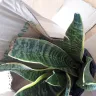 Gardening Express - Damaged snake plant.