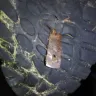Meijer - size 10 1/2 lake and trail boots. - Photo 2